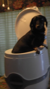 max and toilet